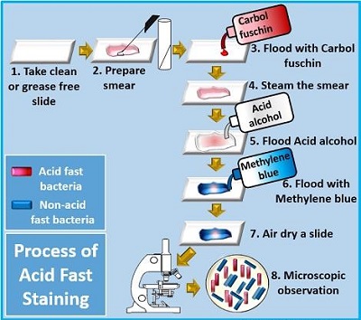 Acid Fast Staining - Ziehl Neelsen Method, Introduction, Reagent ...